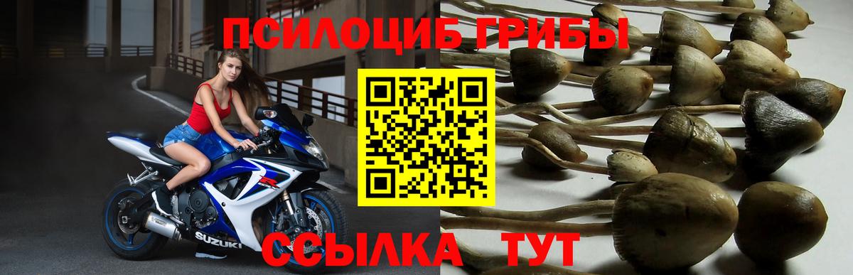 купить закладку  Псилоцибиновые грибы прущие грибы  Галлюциногенные грибы Psilocybe  Вход с VPN  Петровск 